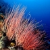 seawhip_jg_v_0705_png0800.jpg